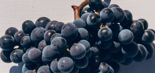 Gros plan sur une grappe de raisin
