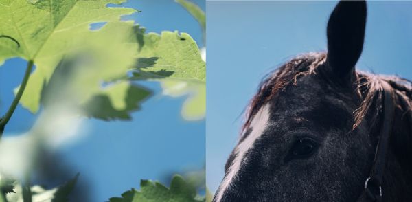 Image split in 2 : vine leaves on the left and close up of a horse's head on the right
