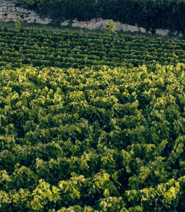 Vignes vues de haut