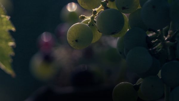 Gros plan sur une grappe de raisin blanc