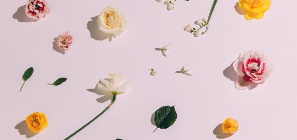 Roses disposées sur fond blanc
