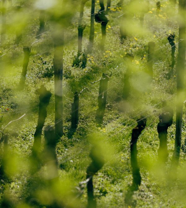 vines-chateau-canon-blurred