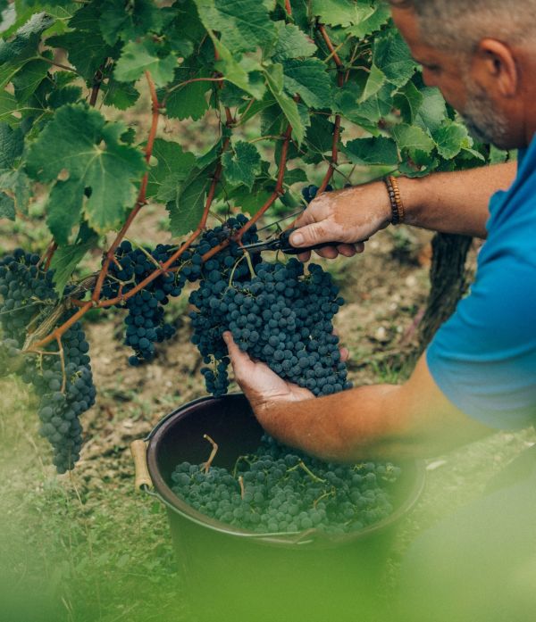 javier-aguado-chateau-canon-recolte-vendanges